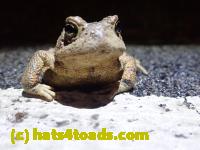 /home//u458753944/public_html/sourcegallery//Roxborough Toad Detour/2022/2022-03-17/P3170864.JPG